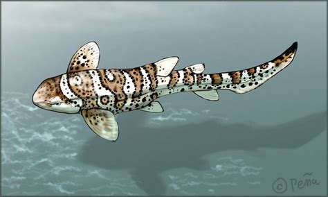 Leopard Shark by Reptangle | Leopard shark, Shark drawing, Shark