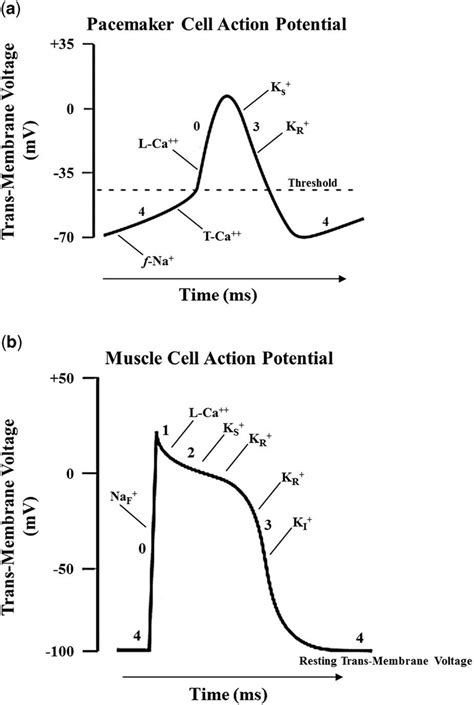 Cardiac cell action potentials are short-lived electrochemical events ...