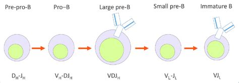 Scheme showing the different stages of B cell development and the ...