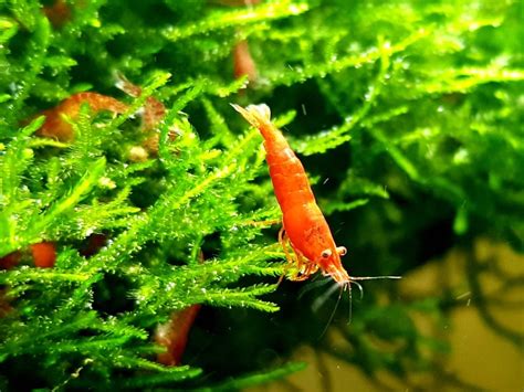 Red Cherry Shrimp Breeding & Information » Petsoid