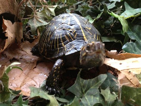 Nicky. One of our Florida box turtles. | Box turtle, Turtle, Family pet