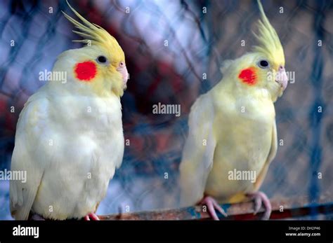 pearl pied cockatiel birds for sale in bird market Kolkata India Asia Stock Photo: 62141526 - Alamy