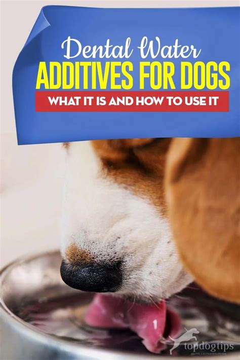 Dog Dental Water Additive: Here's What It Is and How to Use It