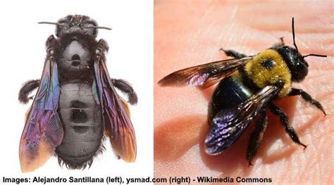 What Are Carpenter Bees? [Identification Guide] Best Bee Brothers ...