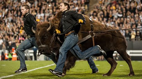 Mannequin challenge: Colorado Buffaloes mascot (video) - Sports Illustrated