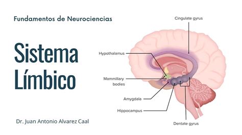 SISTEMA LIMBICO - YouTube