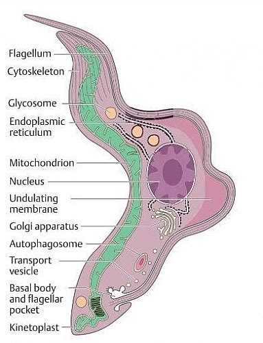 Trypanosoma brucei gambiense and rhodesiense: Life cycle, Structure and Characteristics - Jotscroll