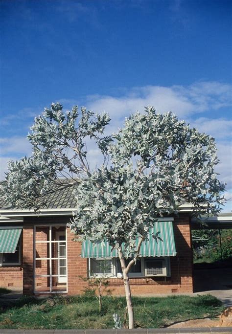 30 Eucalyptus Pleurocarpa Seeds Tallerack Seeds Silver - Etsy Australia