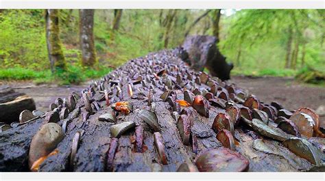 The Fascinating Cultural Trend of "Wish Trees"