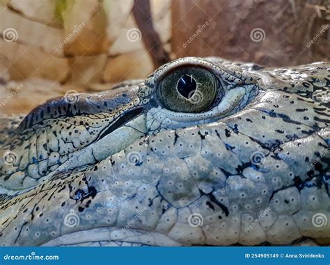 Crocodile Close Up Portrait in the Zoo Stock Image - Image of natural ...