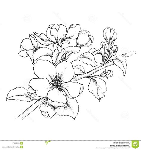 Cherry Blossom Branch Drawing at GetDrawings | Free download