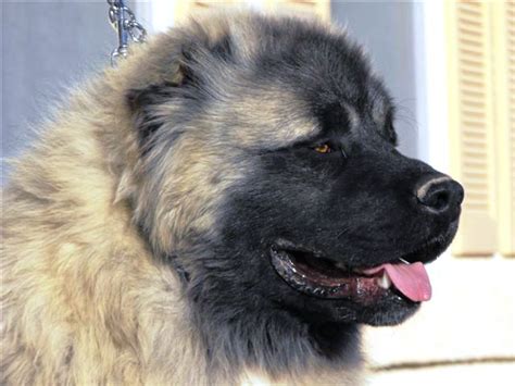 Caucasian Ovcharka - Guard Dog - Seattle - Dogs for sale, puppies for ...