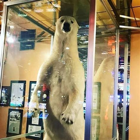 World’s Largest Stuffed Polar Bear: world record in Elko, Nevada