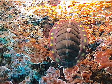 Tonicella lineata: the lined chiton | Race Rocks Ecological Reserve-