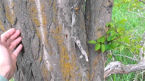 Identifying a Black Locust Tree - YouTube