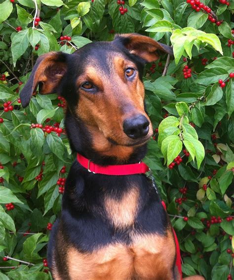 Banjo, my sweet rescued Doberman German shepherd mix.