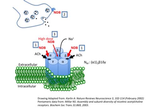 nicotinic_antagonists [TUSOM | Pharmwiki]