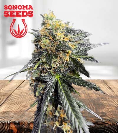 Garanimals Strain Feminized Marijuana Seeds | Sonoma Seeds