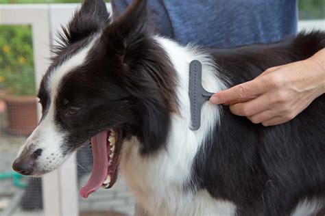 The best ways & tools on how to groom a Border Collie - BorderCollieHealth