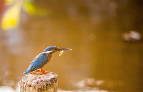 Common Kingfisher - PixaHive