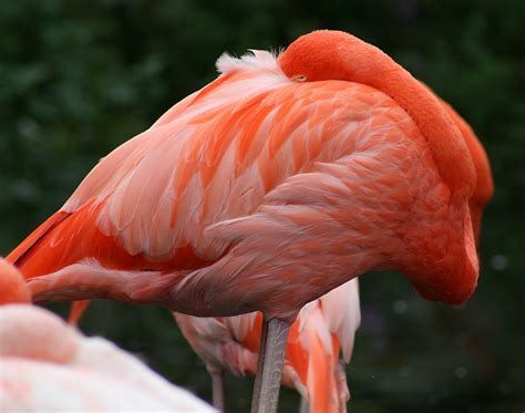 Flamenco Animal Wikipedia - SEONegativo.com