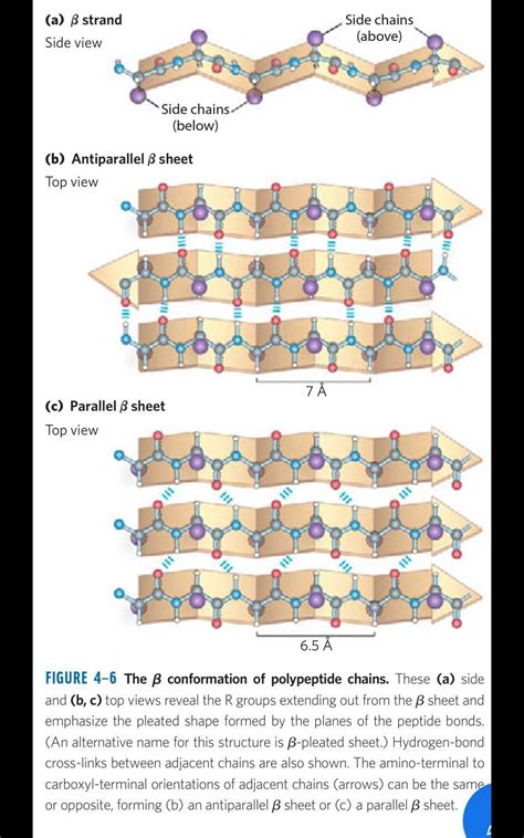 Beta Sheet Antiparallel Vs Parallel