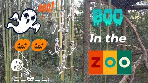 CHATTANOOGA ZOO PRESENTS: BOO in the ZOO! 2022 Fun Halloween event at Chattanooga, Tennessee Zoo ...