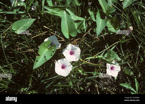 Swamp or water morning glory Ipomoea aquatica flowers Stock Photo - Alamy