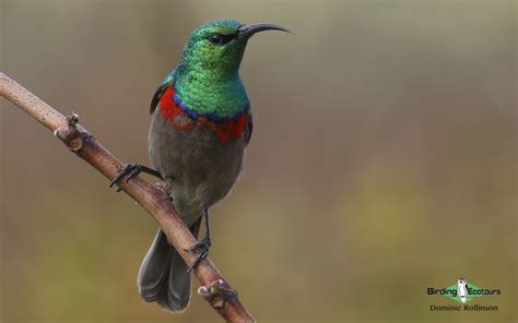 South African Birding Tours - Birding Ecotours