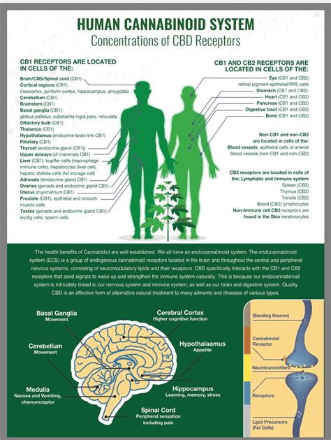 Human Cannabinoid System