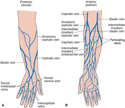 arm vein diagram - Google Search | Arm veins, Basic anatomy and ...