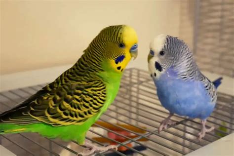 Is Your Budgie Regurgitating Or Vomiting?- Here's What You Need To Know!