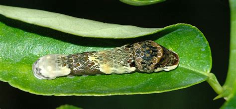 Brown Caterpillar Identification Guide With Photos - Owlcation