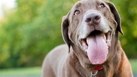 Dog Mouth Cancer: Symptoms, Treatment and Life Expectancy | PetMD