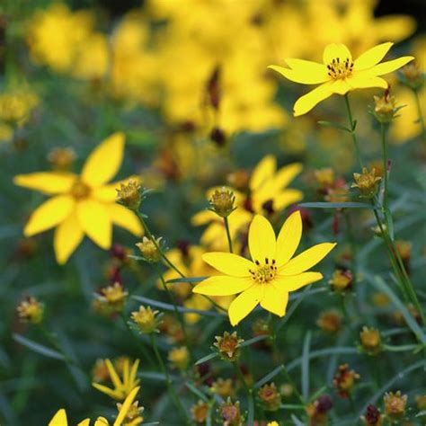 kennenbuild: Yellow Perennial Flowers Identification Uk / Https ...