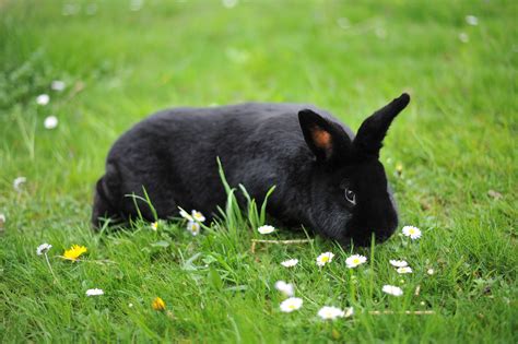 47 Rabbit Breeds to Keep as Pets