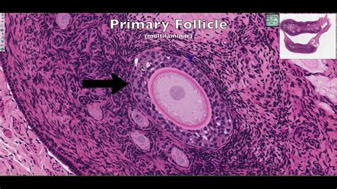 Histological Structure of the Ovary 4K - YouTube