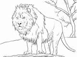 Ausmalbilder Tiere Löwe  Malvorlage Blog sketch template