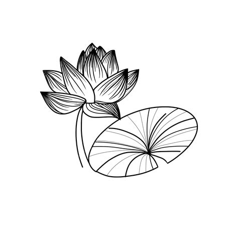 Monochrome Line Drawn Lotus Leaves, Leaves Drawing, Lotus Drawing, Lotus Sketch PNG Transparent ...