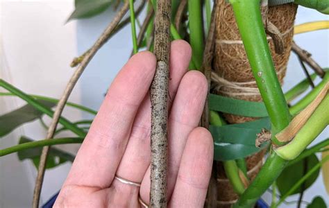 Monsteras & Aerial Roots: What Are They & What Should You Do With Them? - The Healthy Houseplant