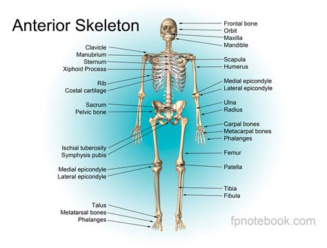 Musculoskeletal Anatomy