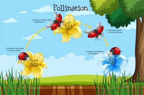 Diagram showing pollination with flower and bee | Free Vector