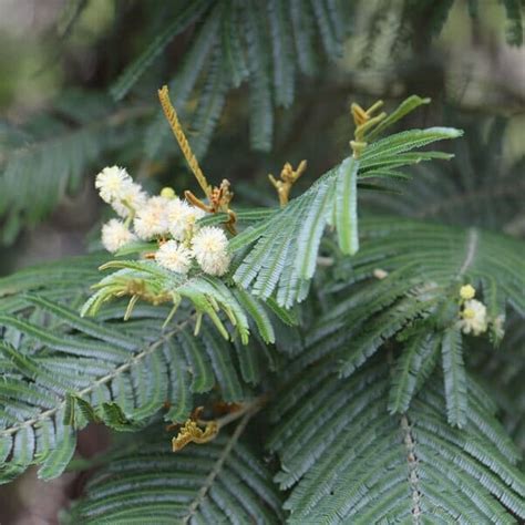 Acacia 'Common Black Wattle' 6" Pot - Hello Hello Plants & Garden Supplies