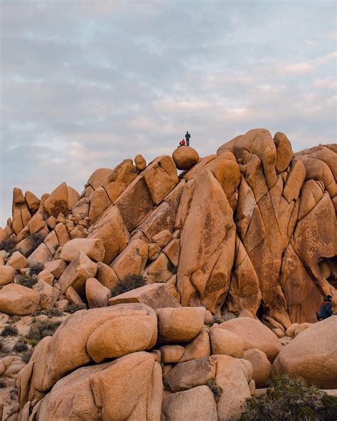 Joshua Tree National Park Instagram + Photography Location | National parks, Outdoor guide ...