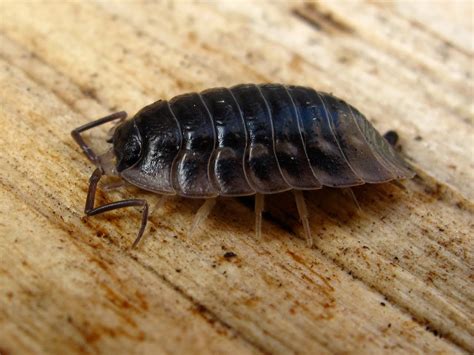 BugBlog: The common woodlouse