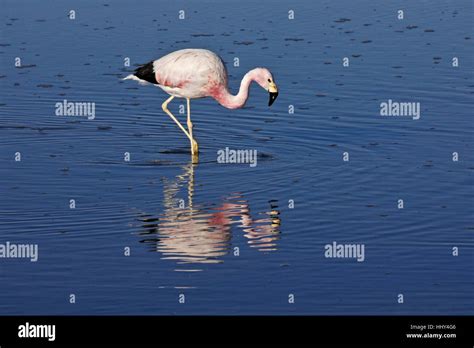 Andean flamingo feeding in Laguna Chaxa, Reserva Nacional Los Flamencos, Atacama Desert, Norte ...