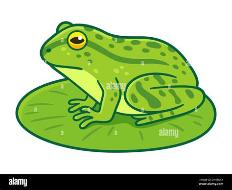Realistic green frog drawing sitting on lily pad. Cartoon vector clip art illustration Stock ...