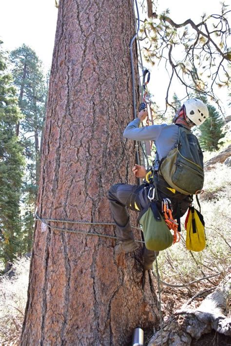 Helpful Humans Visited the Famous Big Bear Eagle Nest – NBC Los Angeles