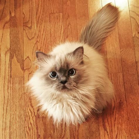 Lancelot--my beautiful Blue Point Himalayan cat | Himalayan cat, Cats, Animals