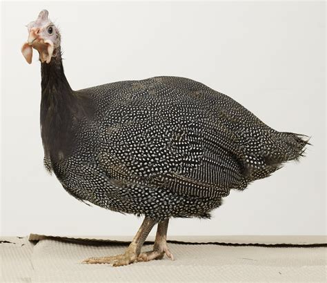 French Pearl Guinea Fowl Baby Chicks - Bargain Special | Cackle Hatchery®